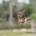 Northern Harrier by twofunlabs