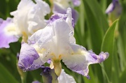 20th Apr 2012 - Iris