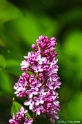20th Apr 2012 - Lilac Blossoms
