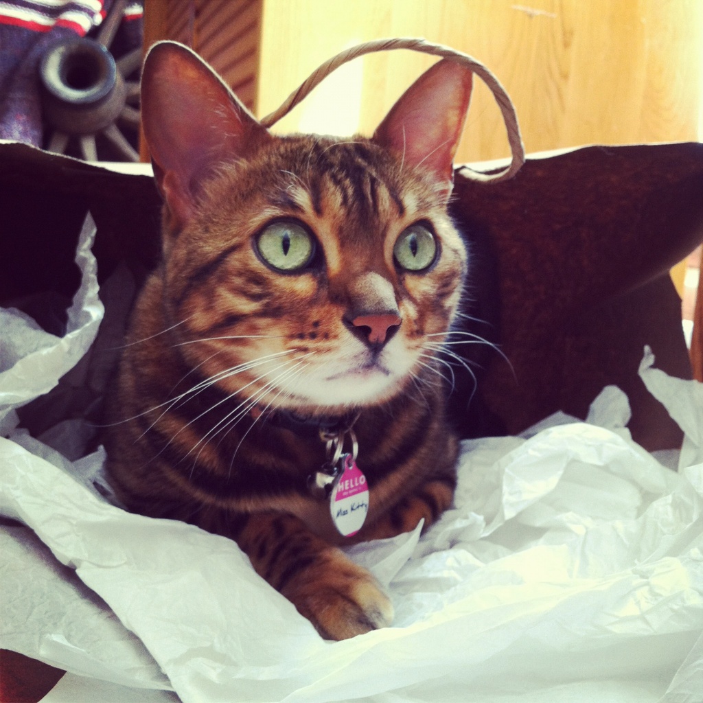 Cat in a Bag by hmgphotos
