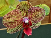 18th Apr 2012 - Amazing Orchid