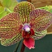 Amazing Orchid by mamabec