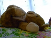 20th Apr 2012 - Teddy Bear
