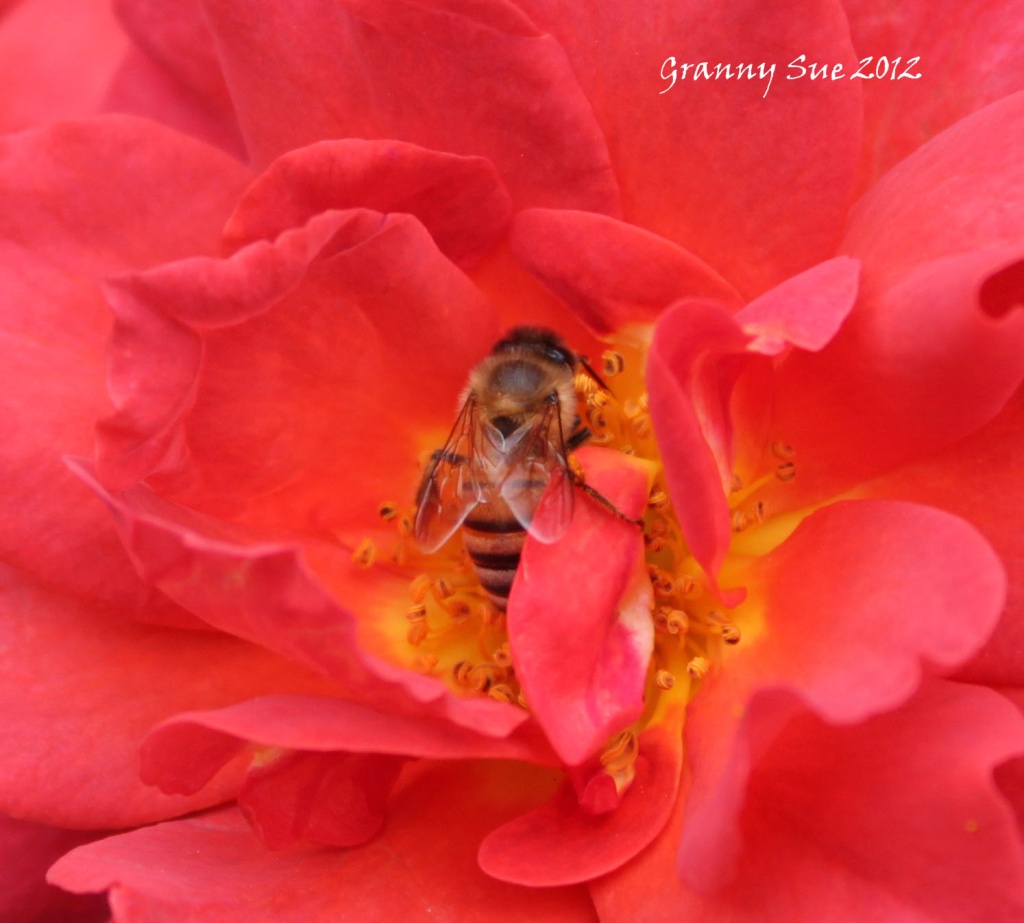 Bee in bed of pollen by grannysue