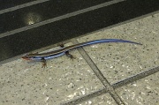 20th Apr 2012 - Lizard