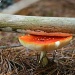 Magic Mushroom by nicolecampbell