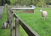 21st Apr 2012 - "Who do you think you are looking at?"