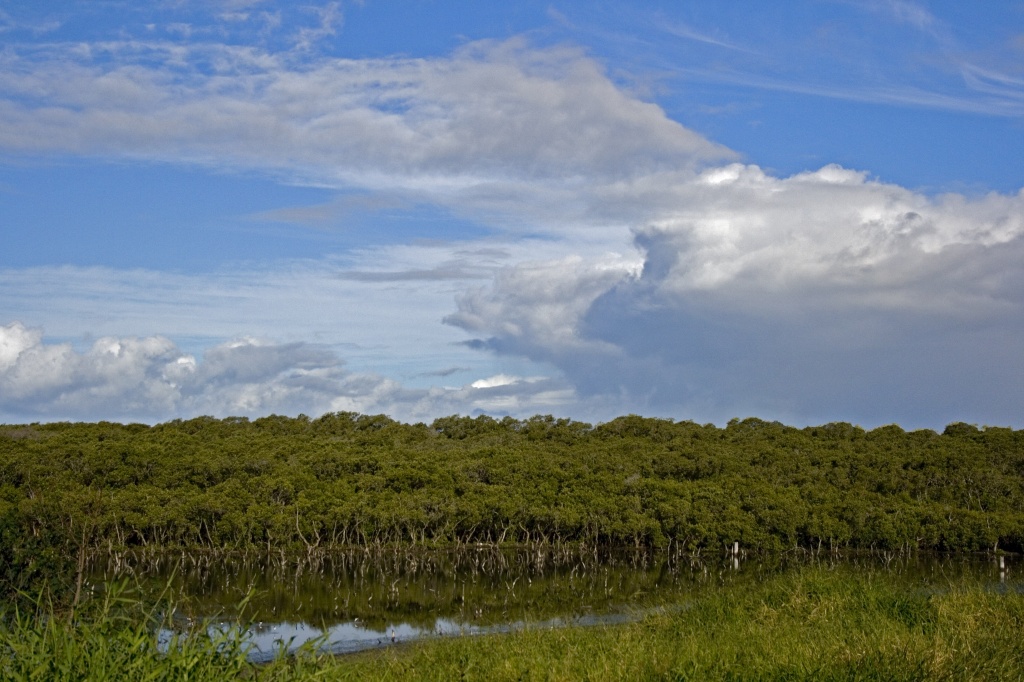 wetlands by corymbia