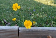 20th Apr 2012 - Friendly Flowers