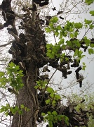 21st Apr 2012 - Mythic Shoe Tree