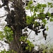 Mythic Shoe Tree by photogypsy
