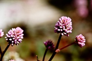 20th Apr 2012 - Weeds