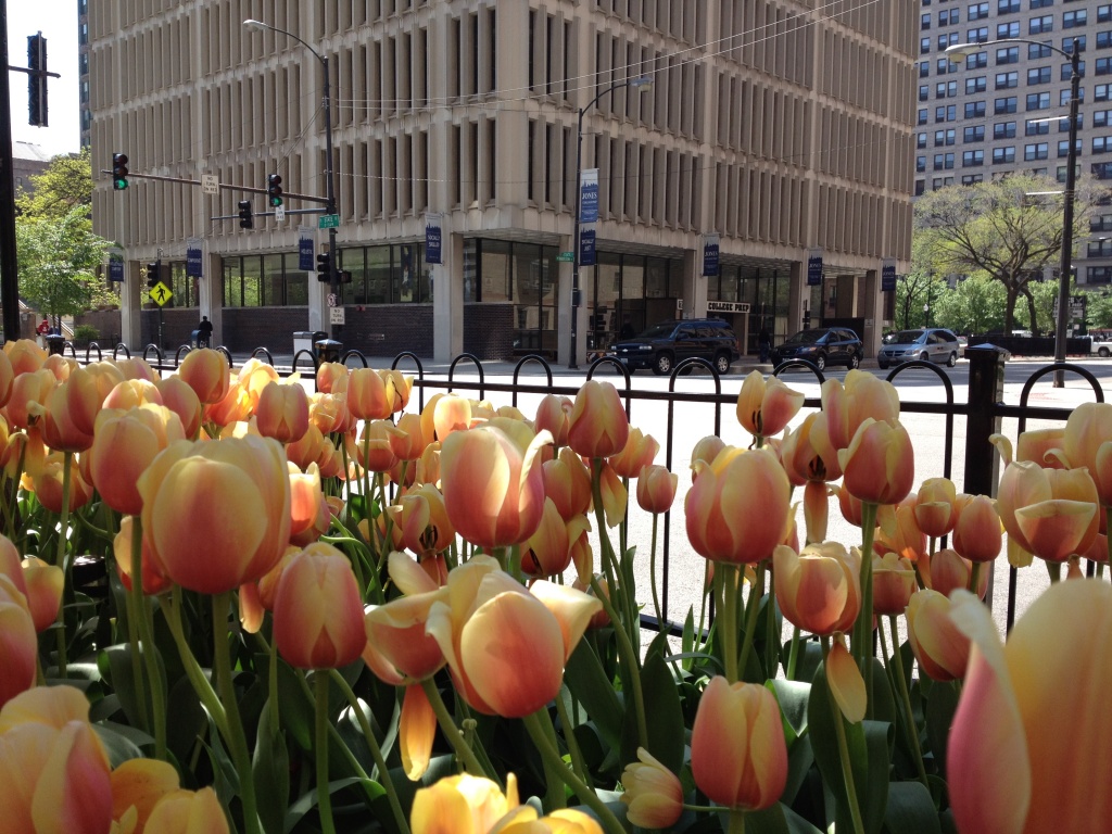 Spring in Chicago by grozanc