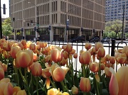 17th Apr 2012 - Spring in Chicago