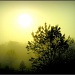 Misty Sunrise by cindymc
