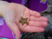 21st Apr 2012 - Rockpooling - we found this little star fish   