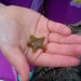 Rockpooling - we found this little star fish    by jennymdennis