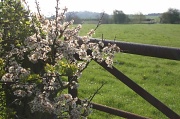 20th Apr 2012 - Late Hawthorn Blossom