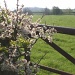 Late Hawthorn Blossom by shepherdman