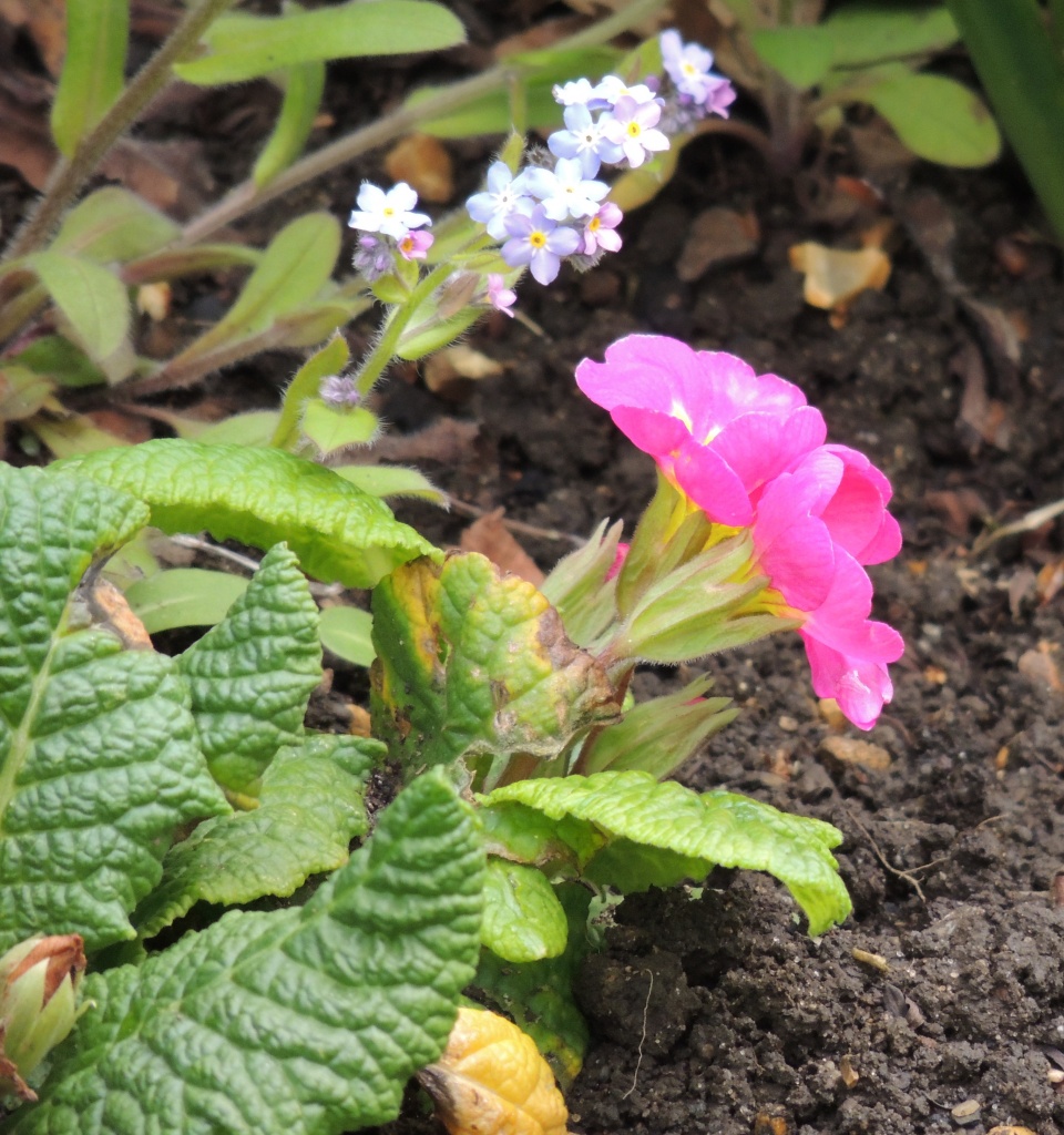 Pink Polyanthus and Forget me Not by rosiekind