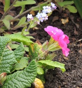 21st Apr 2012 - Pink Polyanthus and Forget me Not