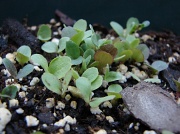 16th Apr 2012 - Baby Lettuce