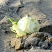 2012 04 21 Discarded Rose by kwiksilver
