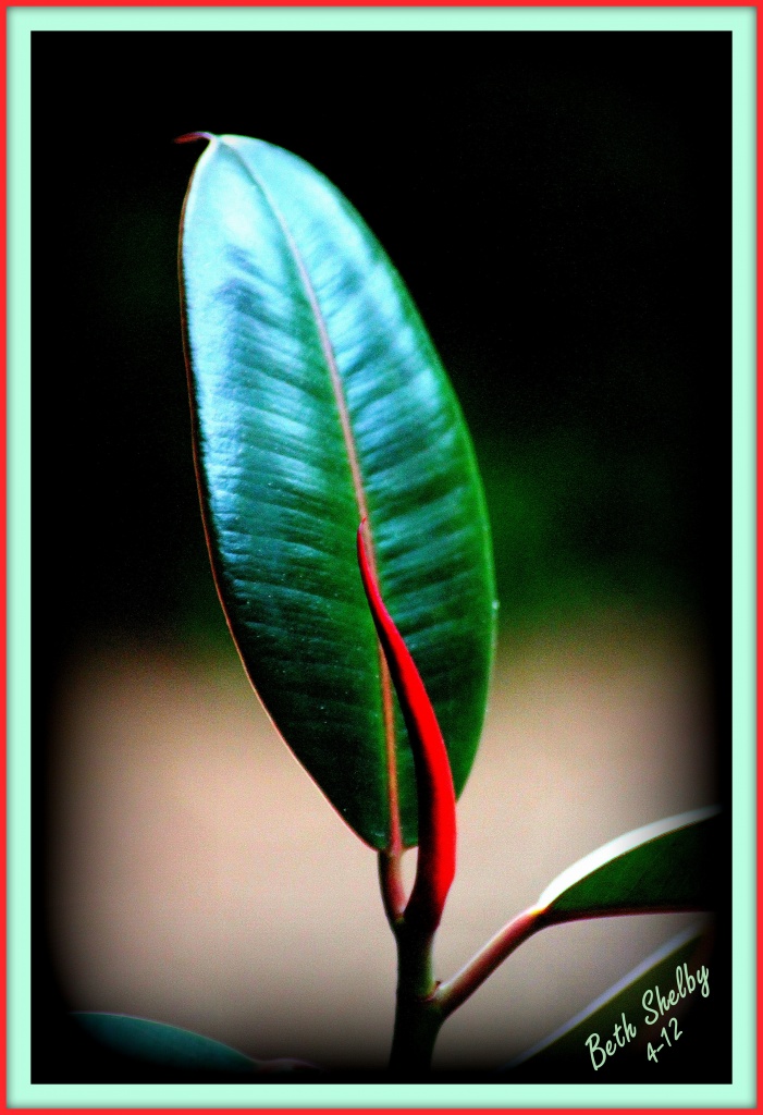Leaf of Rubber Tree Plant by vernabeth