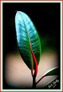 19th Apr 2012 - Leaf of Rubber Tree Plant