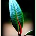 Leaf of Rubber Tree Plant by vernabeth