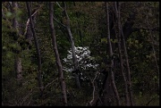 20th Apr 2012 - Brightness in the Forest