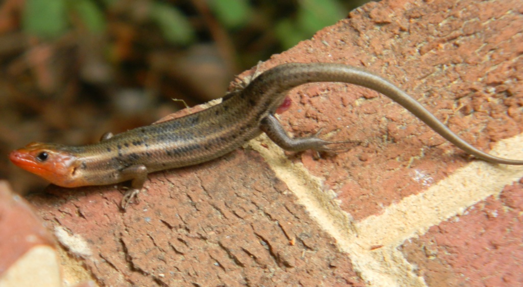 Red-Faced Skink 4.21.12 by sfeldphotos