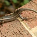 Red-Faced Skink 4.21.12 by sfeldphotos