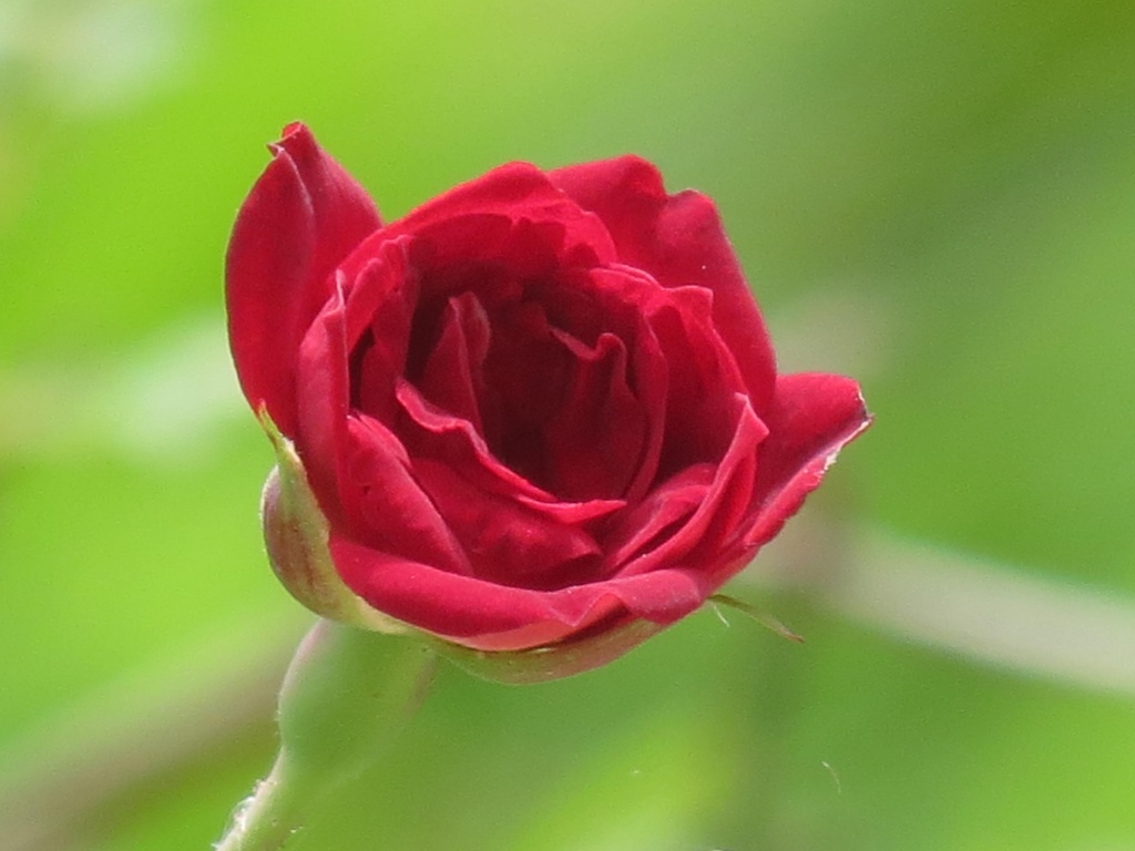 Trailing Rose by grammyn