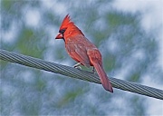 21st Apr 2012 - Male Cardinal