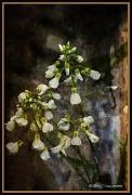 21st Apr 2012 - Wildflowers