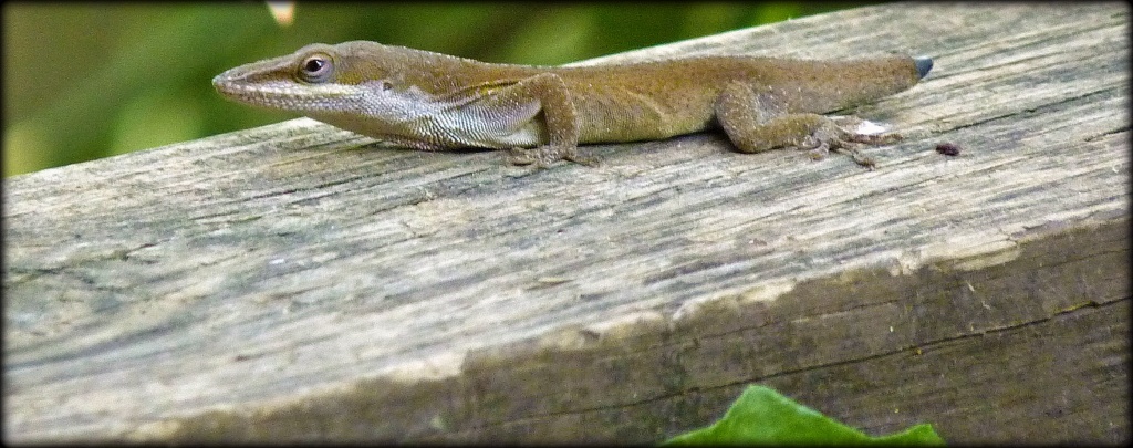 Lizard by peggysirk