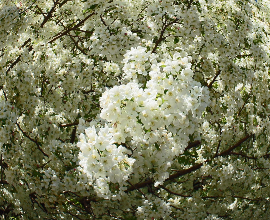 white tree blossoms by dmdfday