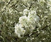 21st Apr 2012 - white tree blossoms