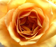 20th Apr 2012 - Rose