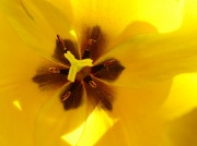 21st Apr 2012 - Tulip