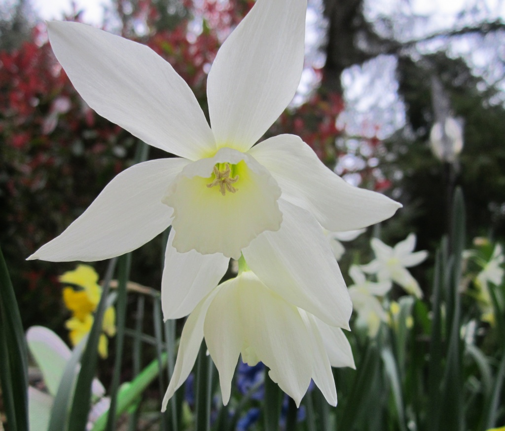 Daffodil by pamelaf