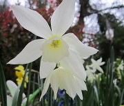 21st Apr 2012 - Daffodil