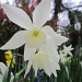 Daffodil by pamelaf