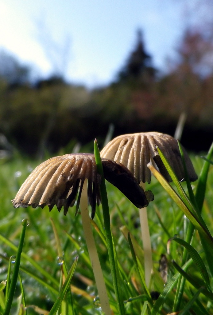 Mushrooms  by itsonlyart