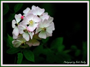 20th Apr 2012 - Wild Roses