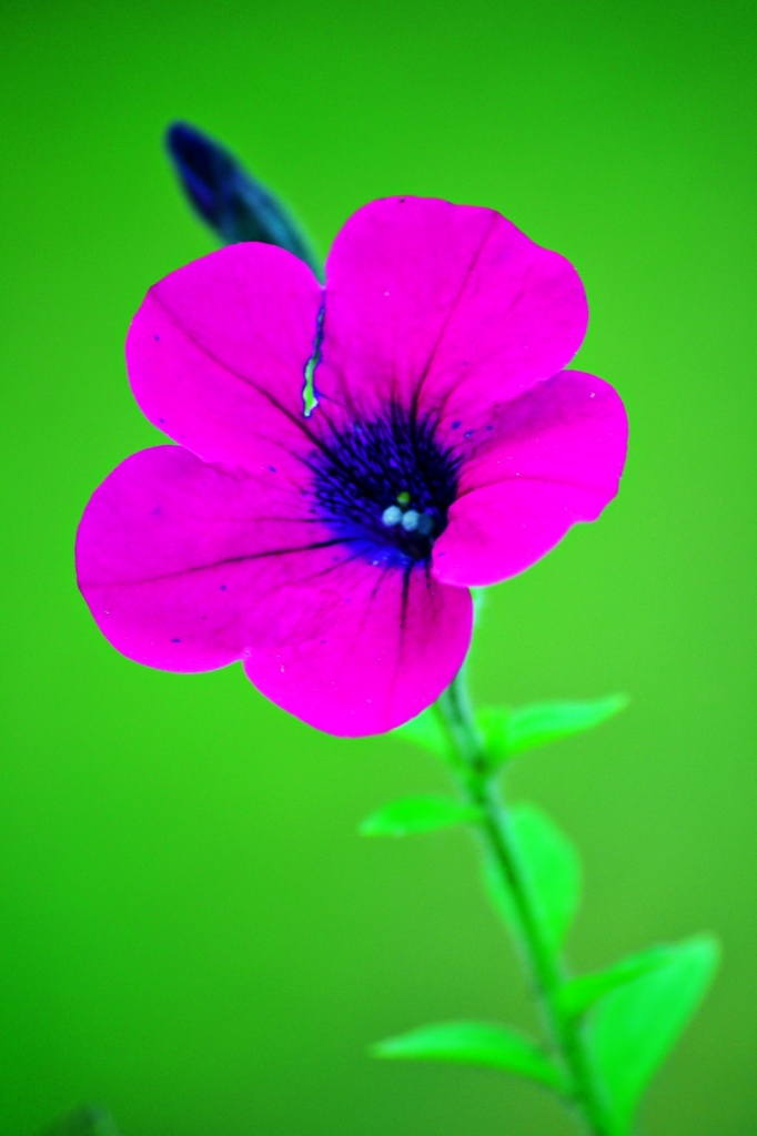 Purple flower  by soboy5