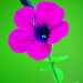 Purple flower  by soboy5