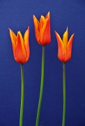 22nd Apr 2012 - The Tulips have arrived