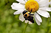 22nd Apr 2012 - Bee's Knees